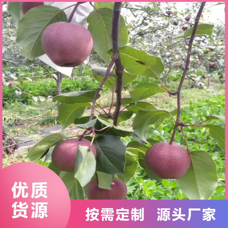 苹果_蓝莓苗高质量高信誉