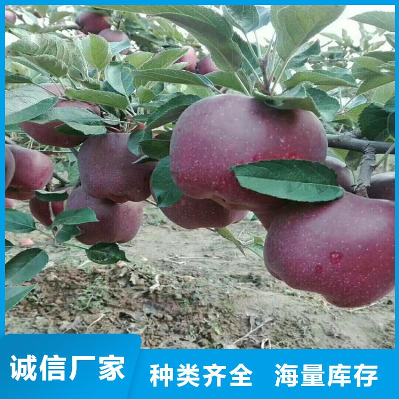 玛瑙红石榴苗视频-凭祥|大新|梧州|贺州|防城港|柳州|玉林玛瑙红石榴苗货品齐全-轩园园艺场(崇左市分公司)