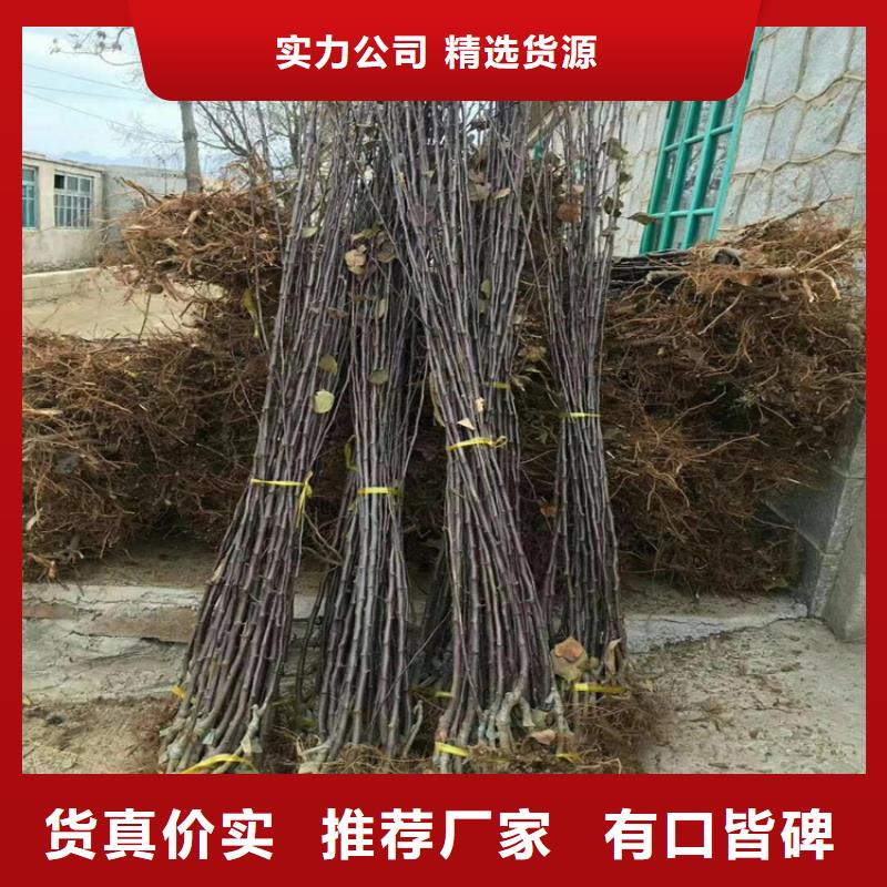 苹果_梨树苗一站式服务