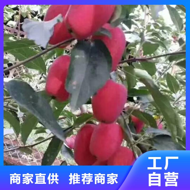 苹果蓝莓苗丰富的行业经验