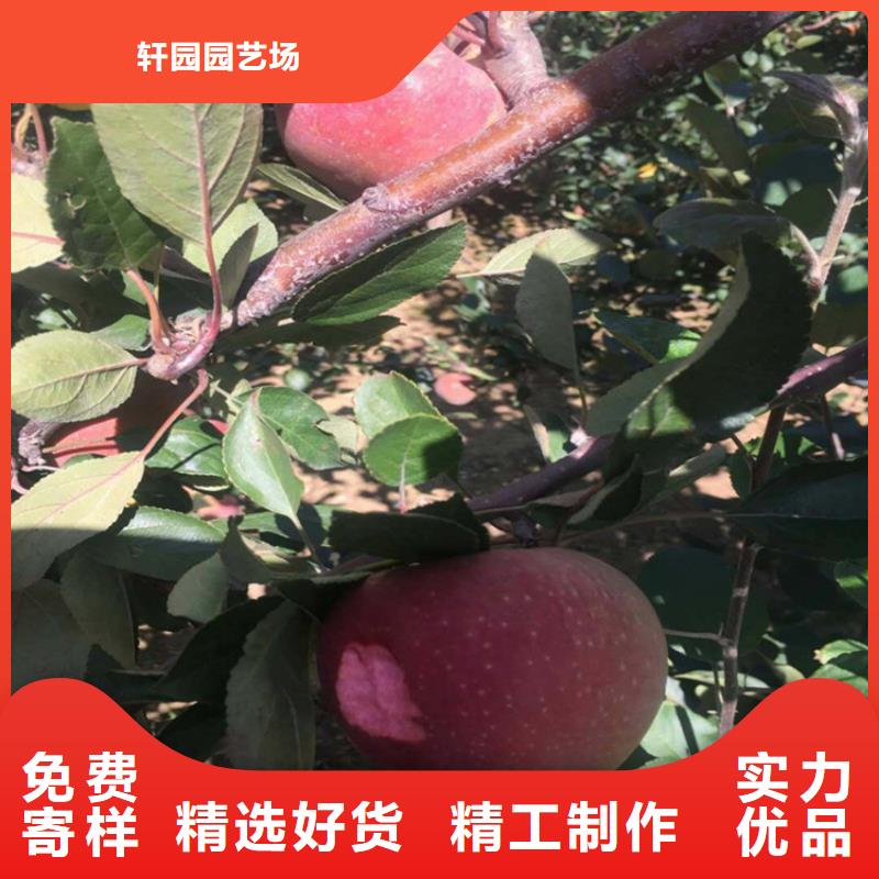 玛瑙红石榴苗视频-玛瑙红石榴苗|郑州市|新郑|巩义|平顶山|信阳|新乡|南阳|三门峡|濮阳|驻马店
