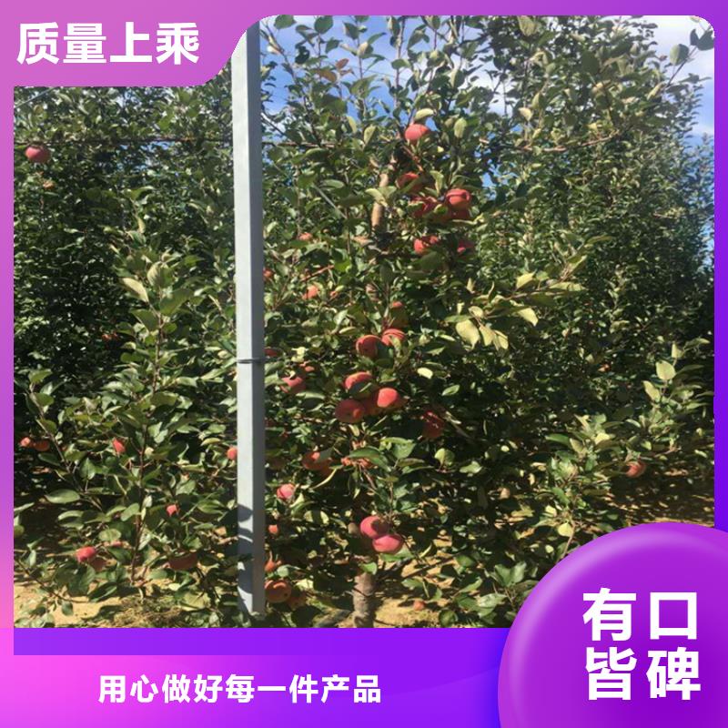 苹果桃树苗注重细节