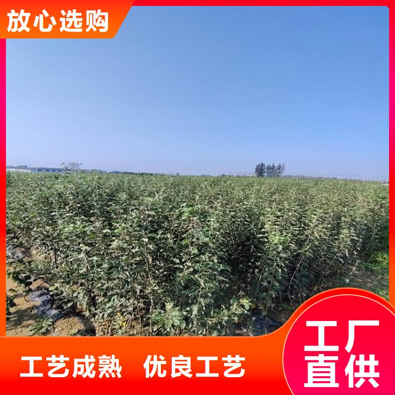 玛瑙红石榴苗视频-凭祥|大新|梧州|贺州|防城港|柳州|玉林玛瑙红石榴苗货品齐全-轩园园艺场(崇左市分公司)