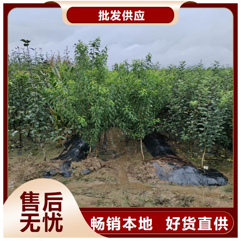 【苹果苹果苗工厂直营】