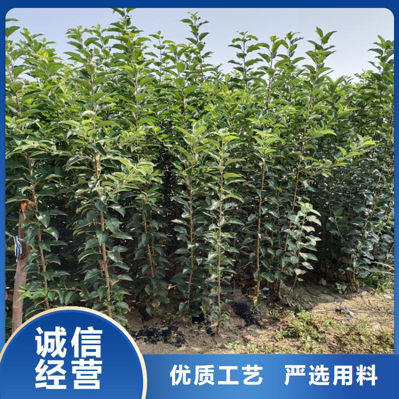 玛瑙红石榴苗视频-玛瑙红石榴苗|郑州市|新郑|巩义|平顶山|信阳|新乡|南阳|三门峡|濮阳|驻马店