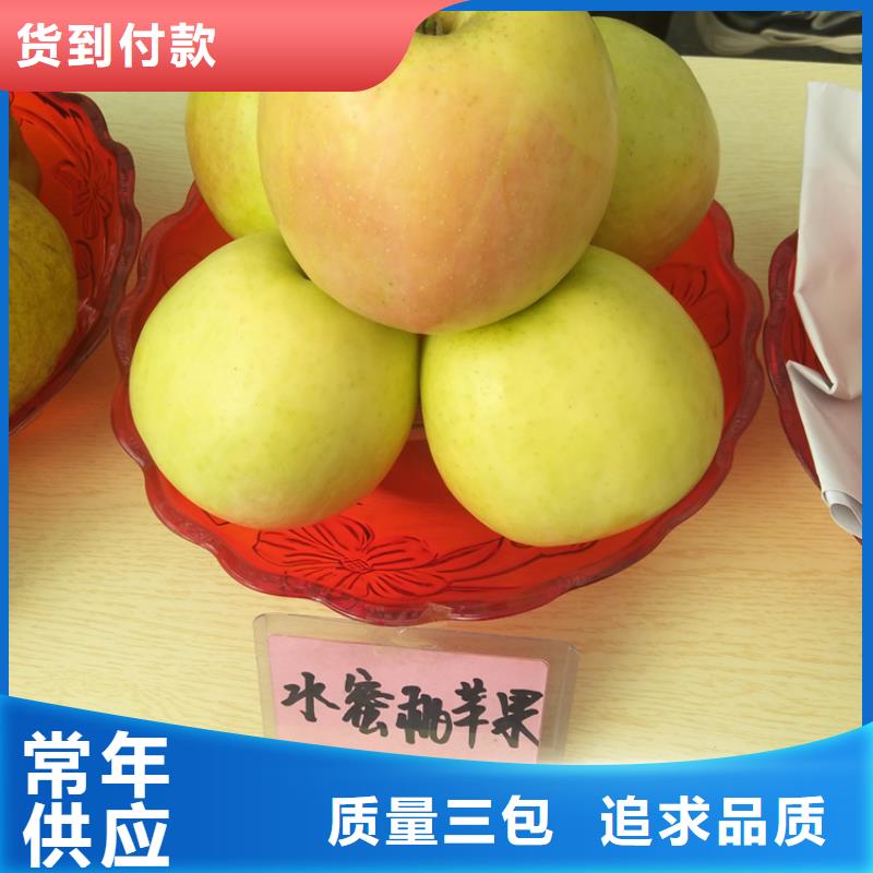 【苹果】,梨树苗详细参数