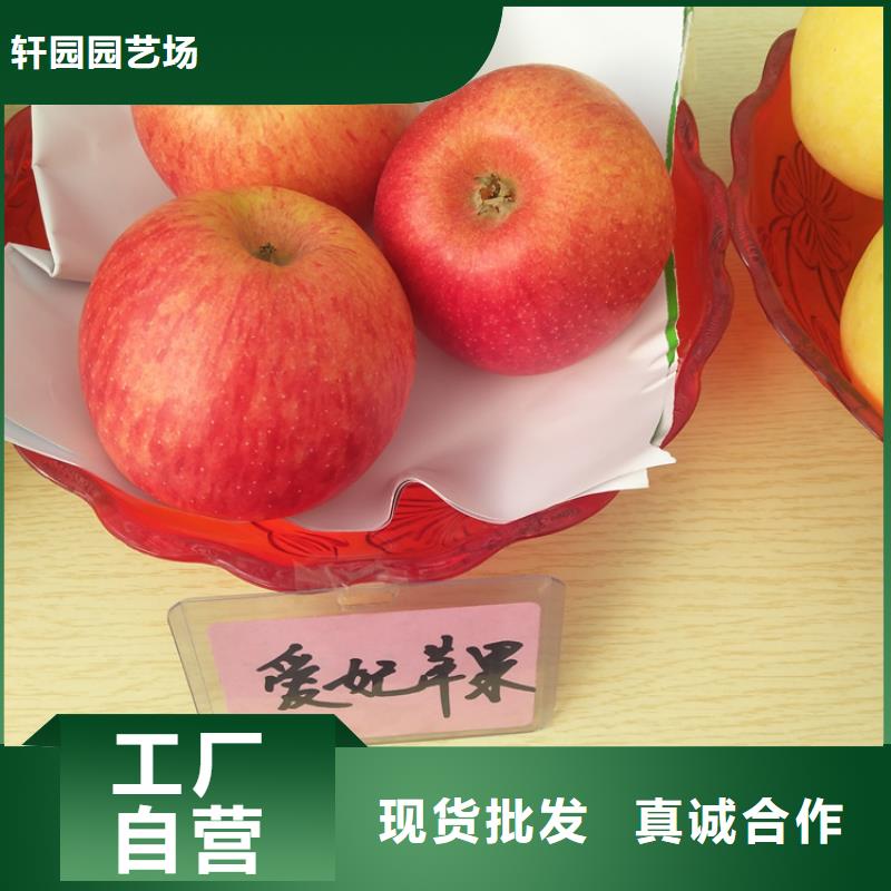 玛瑙红石榴苗视频-玛瑙红石榴苗-轩园园艺场(盘锦市分公司)服务区域大洼|兴隆台|沈阳|本溪|丹东|朝阳