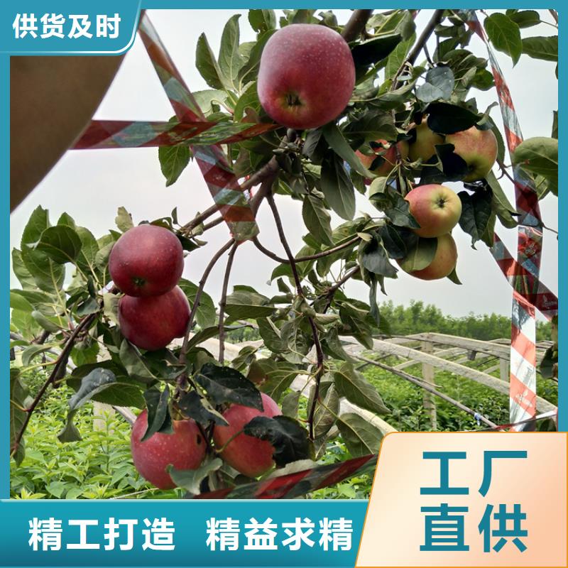 苹果_蓝莓苗高质量高信誉