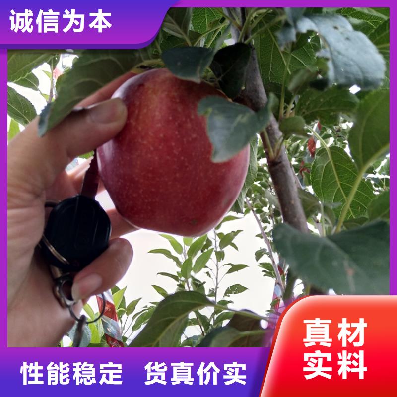 苹果梨树苗优选厂商