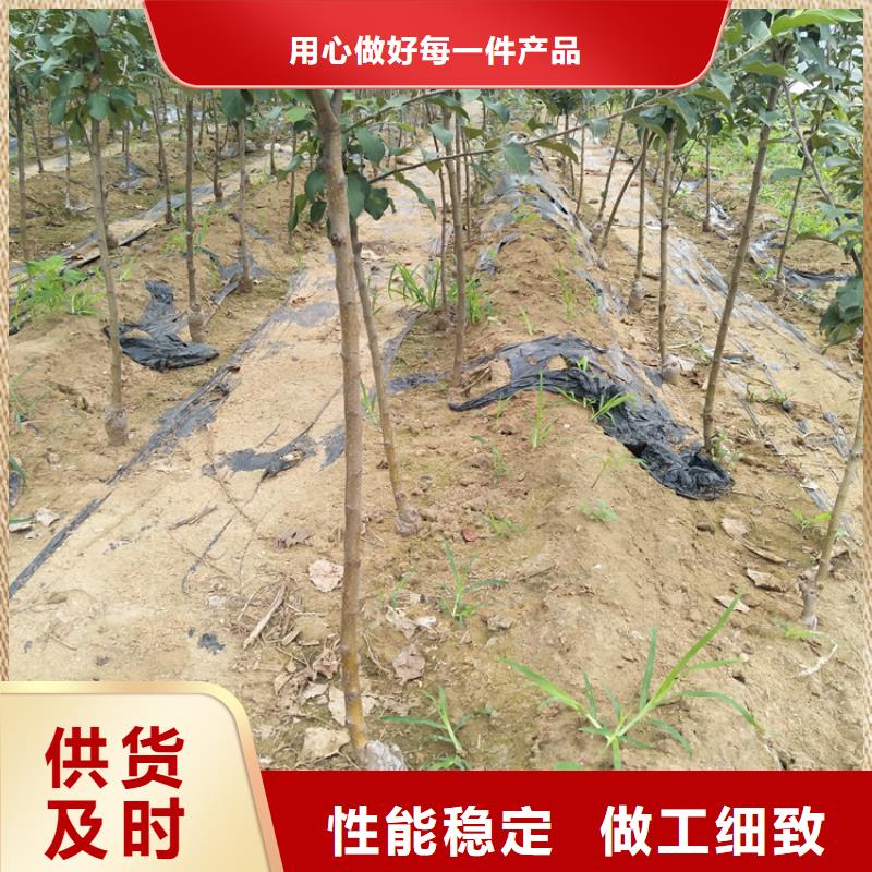 苹果苹果苗通过检测