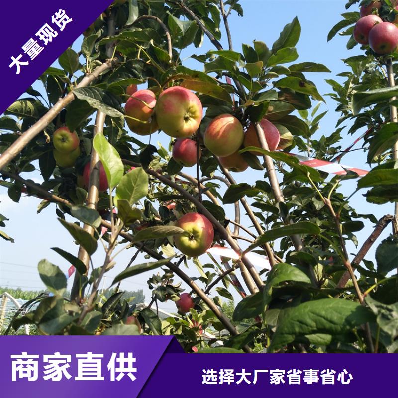 【苹果板栗苗厂家实力大】