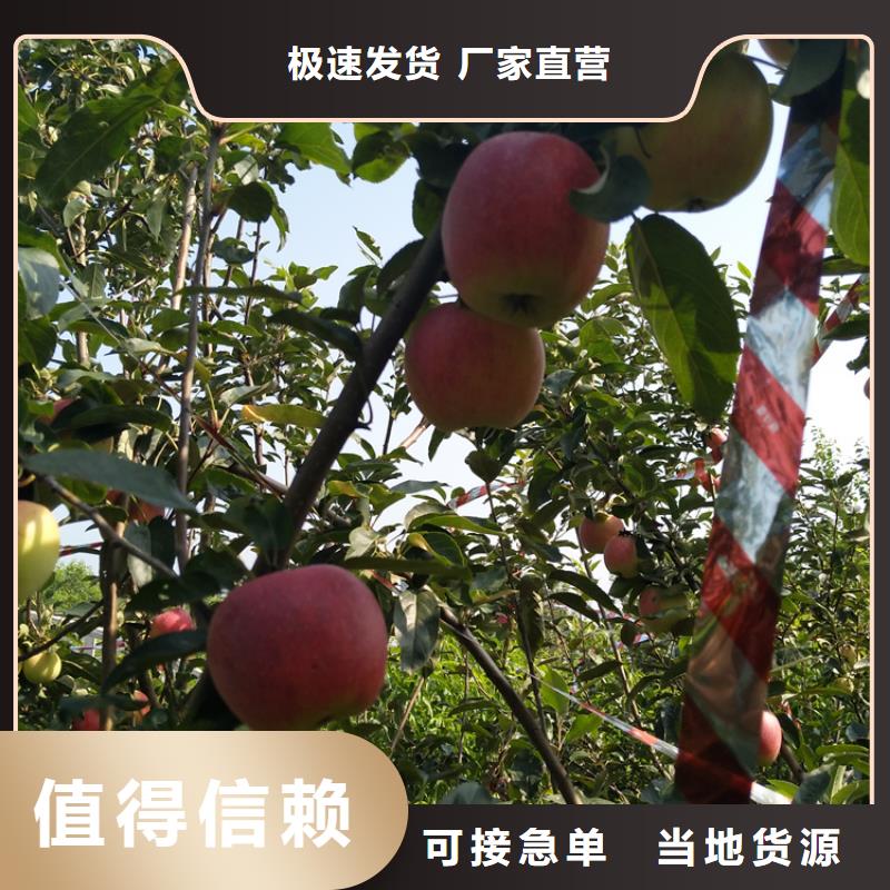 苹果_梨树苗一站式服务