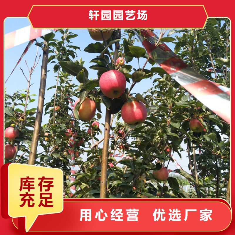 苹果-苹果苗物美价优