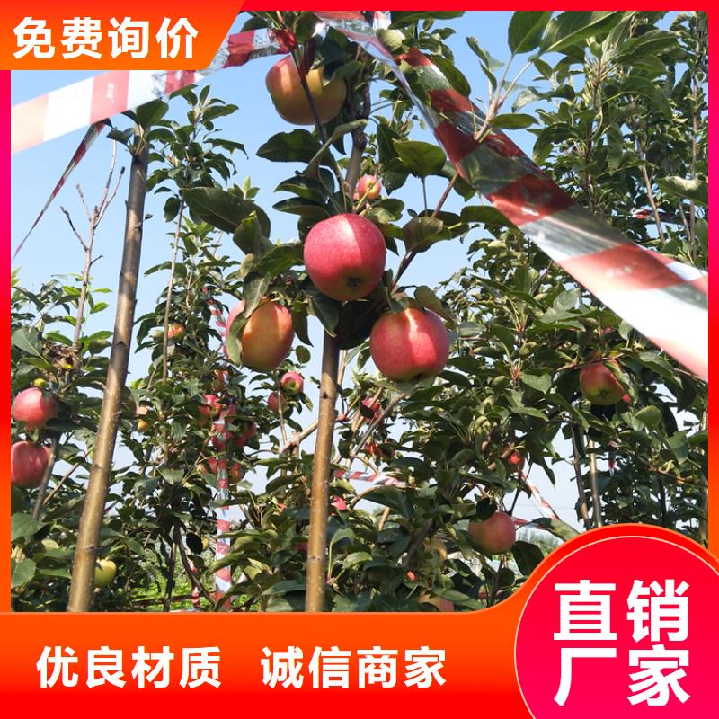 玛瑙红石榴苗视频-玛瑙红石榴苗-轩园园艺场(盘锦市分公司)服务区域大洼|兴隆台|沈阳|本溪|丹东|朝阳