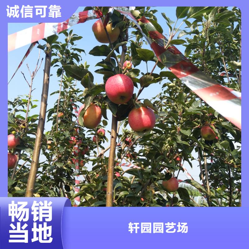 苹果石榴树一对一为您服务