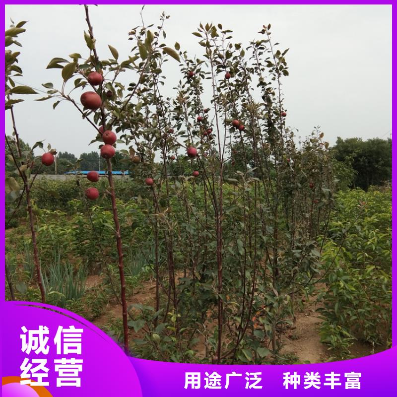 苹果_【草莓苗】一手货源源头厂家