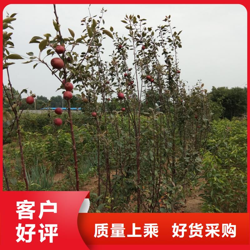 苹果_梨树苗一站式服务