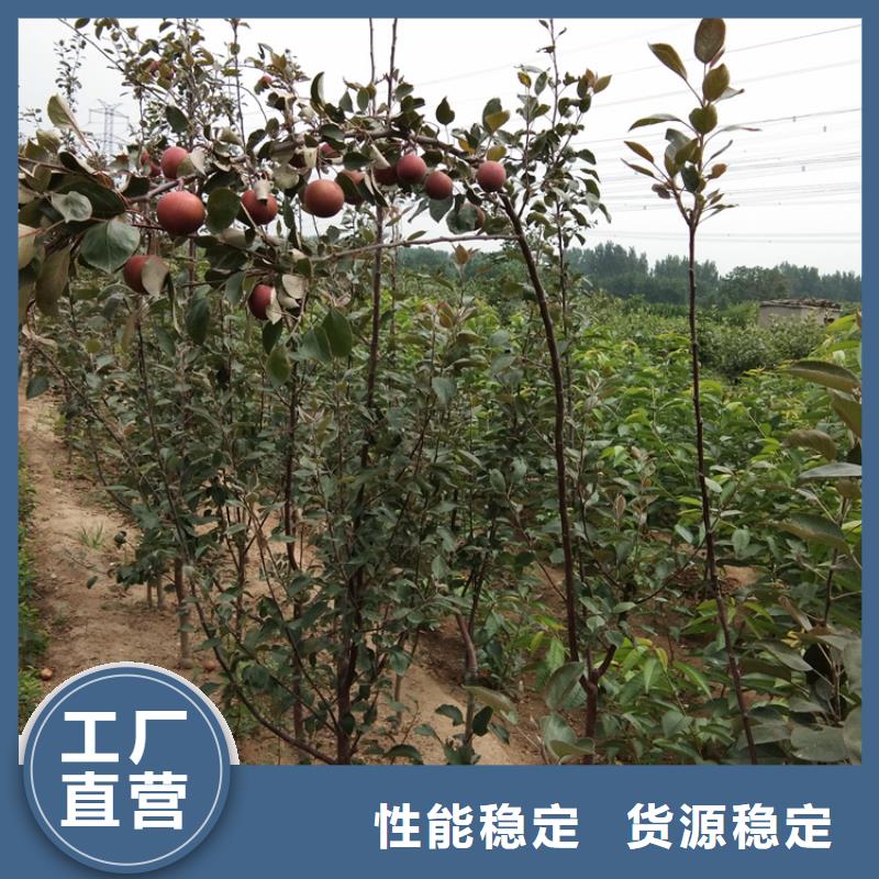 玛瑙红石榴苗视频-玛瑙红石榴苗|郑州市|新郑|巩义|平顶山|信阳|新乡|南阳|三门峡|濮阳|驻马店