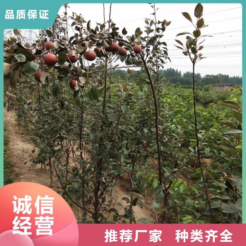 苹果,红颜草莓欢迎新老客户垂询