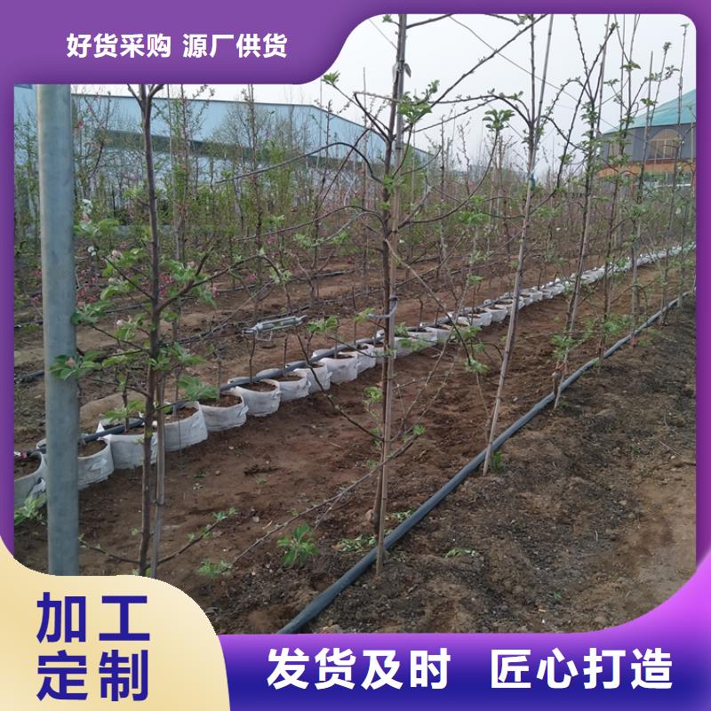 玛瑙红石榴苗视频-玛瑙红石榴苗|郑州市|新郑|巩义|平顶山|信阳|新乡|南阳|三门峡|濮阳|驻马店