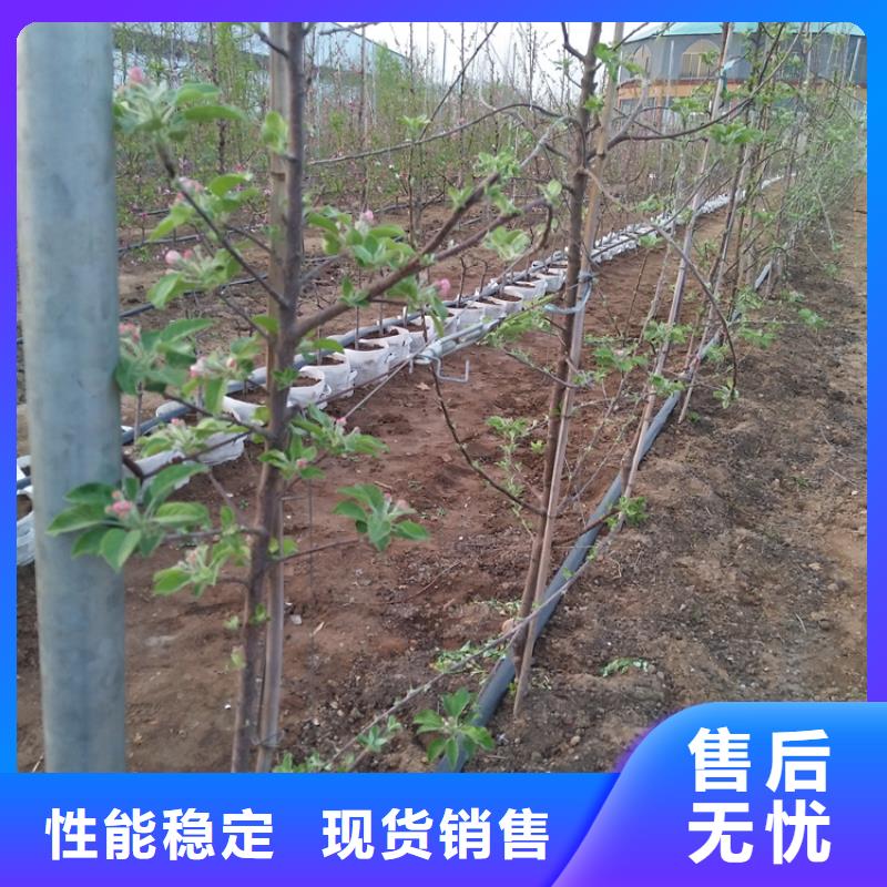 【苹果苹果苗工厂直营】