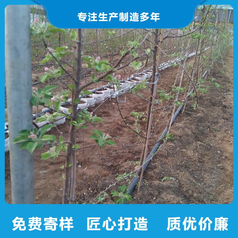 玛瑙红石榴苗视频-凭祥|大新|梧州|贺州|防城港|柳州|玉林玛瑙红石榴苗货品齐全-轩园园艺场(崇左市分公司)
