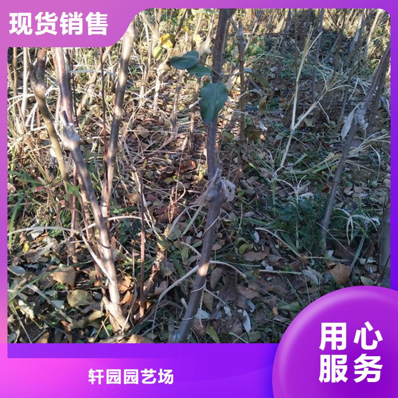 苹果北美冬青正品保障