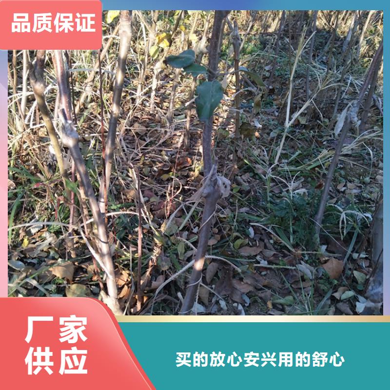 【苹果】-梨树苗免费获取报价