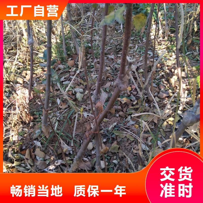 玛瑙红石榴苗视频-玛瑙红石榴苗|郑州市|新郑|巩义|平顶山|信阳|新乡|南阳|三门峡|濮阳|驻马店