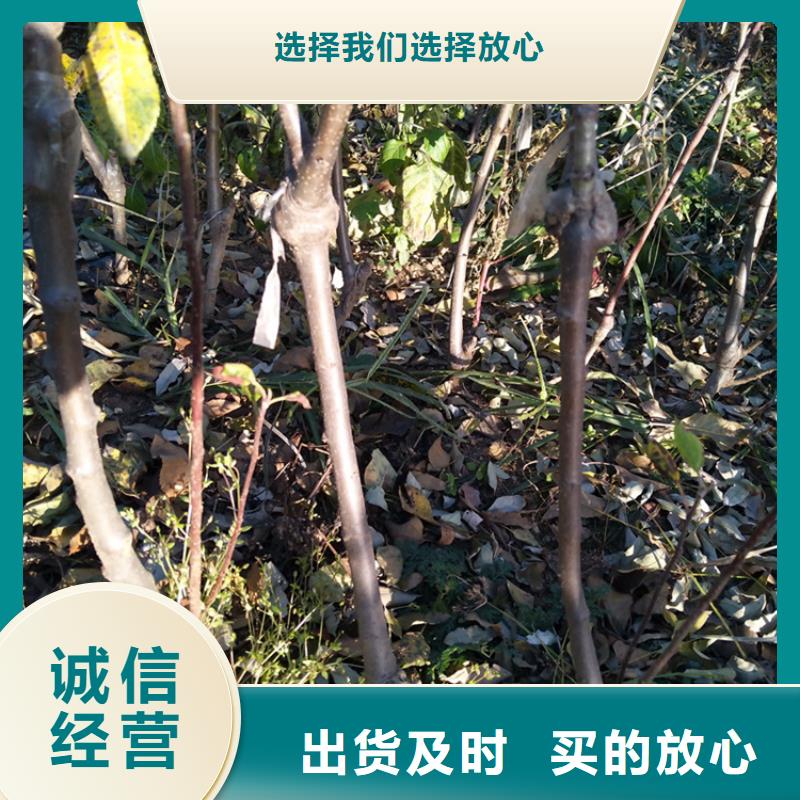 玛瑙红石榴苗视频-凭祥|大新|梧州|贺州|防城港|柳州|玉林玛瑙红石榴苗货品齐全-轩园园艺场(崇左市分公司)