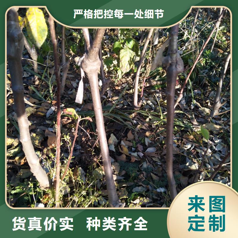 苹果苹果苗厂家直销货源充足