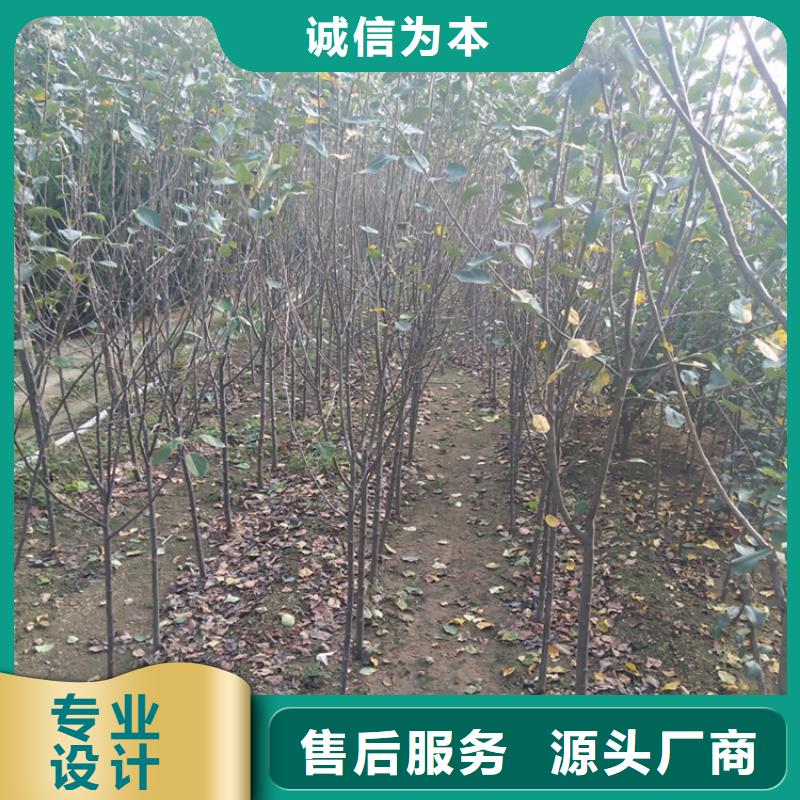 苹果苹果苗选择大厂家省事省心