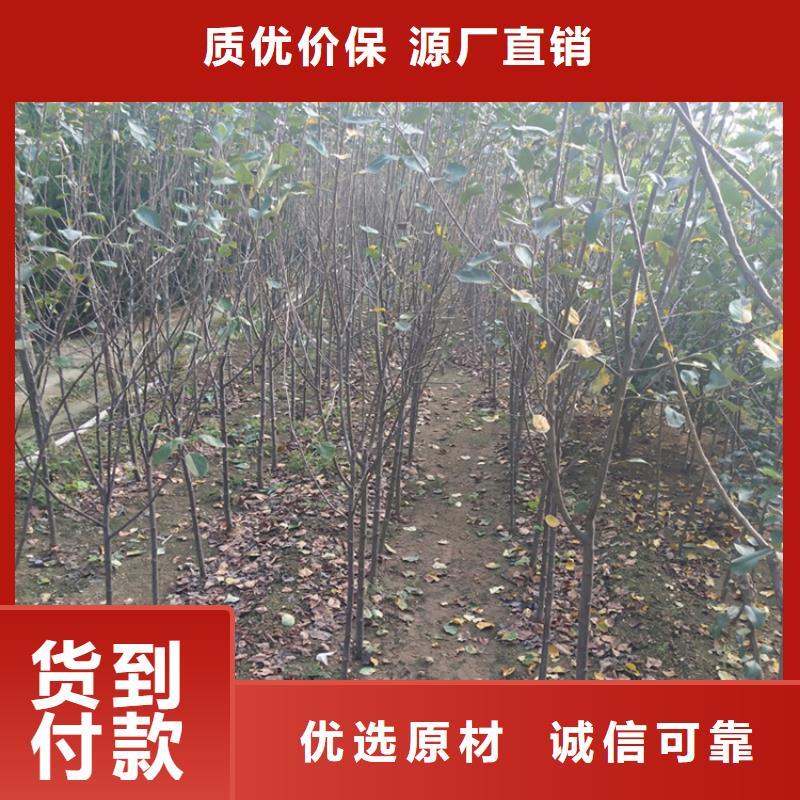 苹果,红颜草莓欢迎新老客户垂询