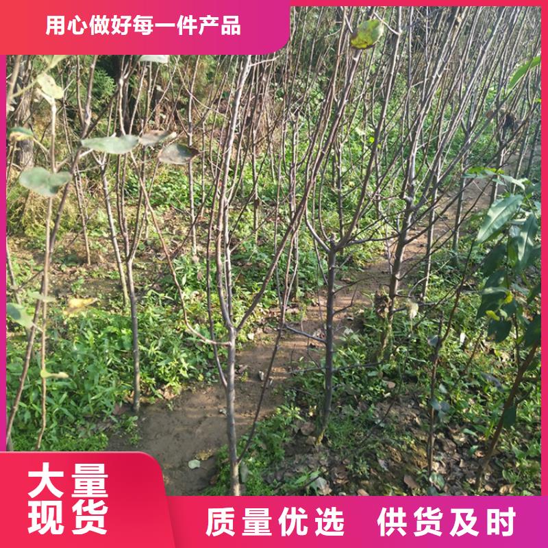 苹果石榴树严谨工艺