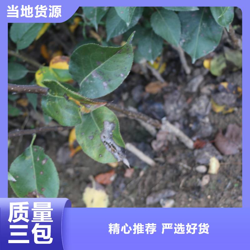 苹果桃树苗注重细节