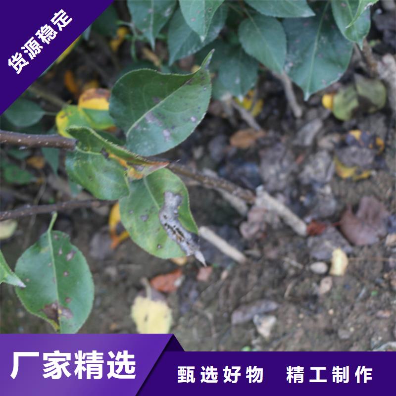 苹果_【草莓苗】一手货源源头厂家