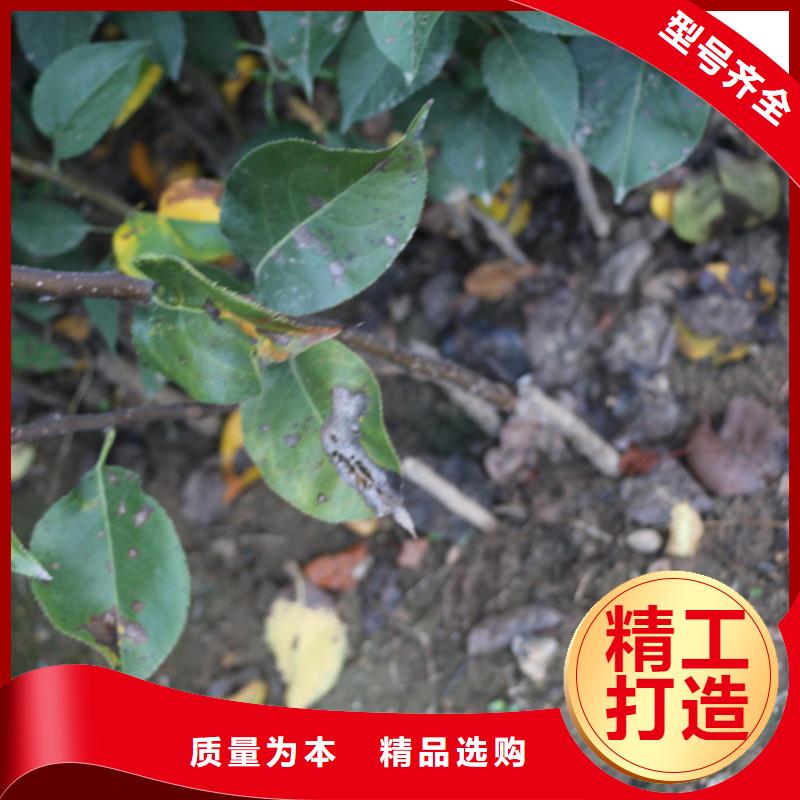 苹果苹果苗厂家直销货源充足