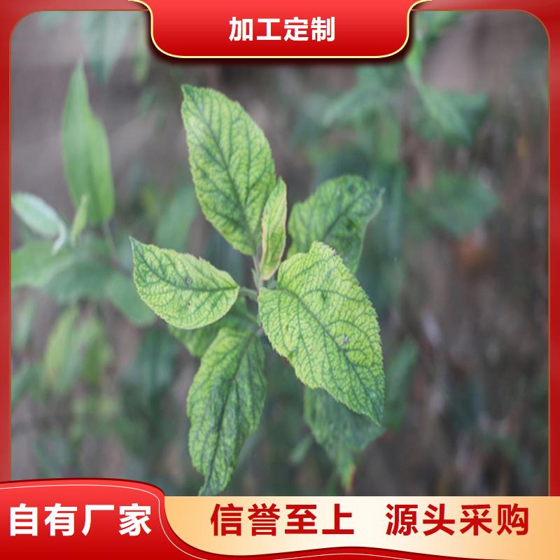 苹果苹果苗快捷物流