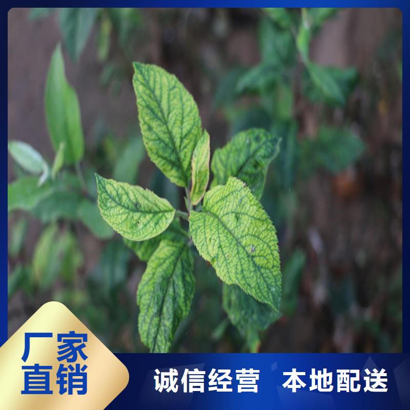 【苹果】-梨树苗免费获取报价