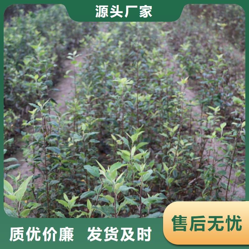 苹果-桃树苗品质保障价格合理