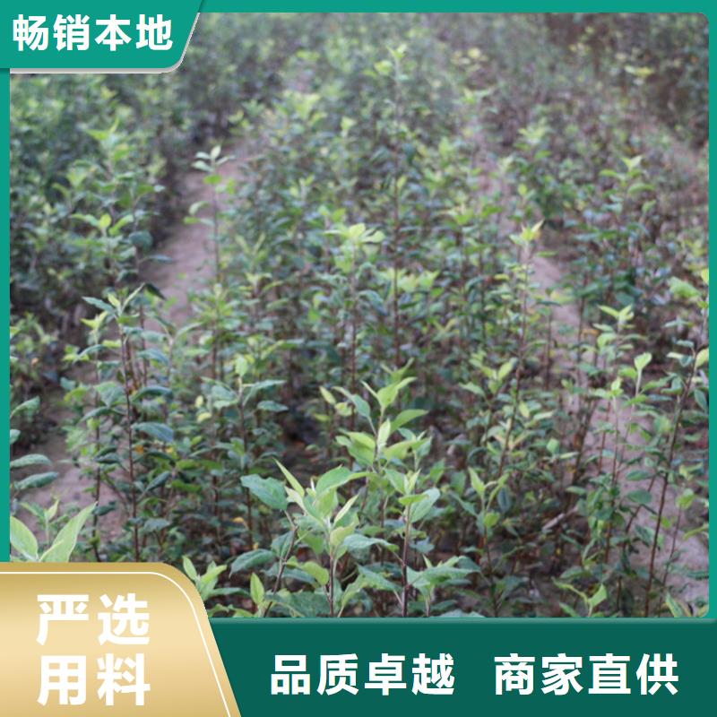 玛瑙红石榴苗-视频-凭祥|江州|桂林|贺州|柳州|河池|贵港|钦州|防城港轩园玛瑙红石榴苗_ 轩园园艺场(崇左市分公司)