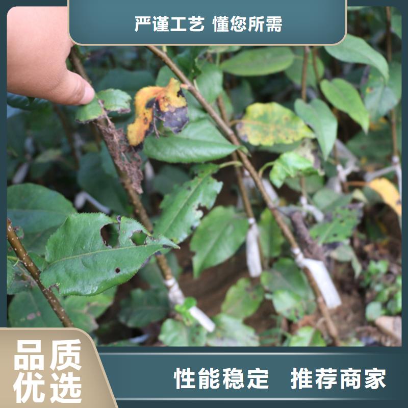 【苹果苹果苗支持货到付清】