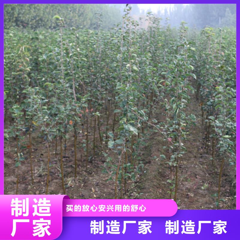 苹果,樱桃苗价格低