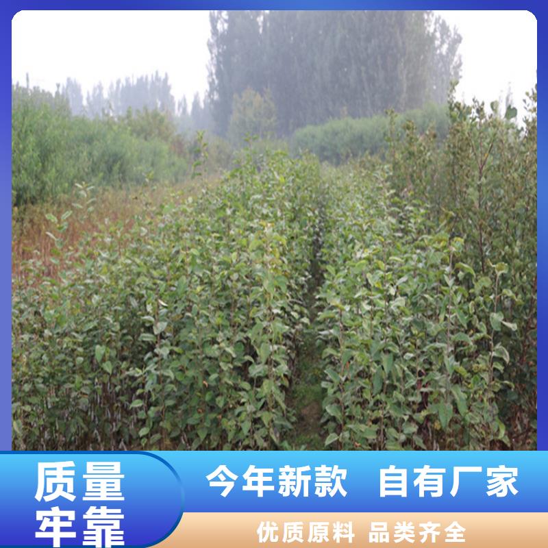 苹果【杏树苗】多年行业经验
