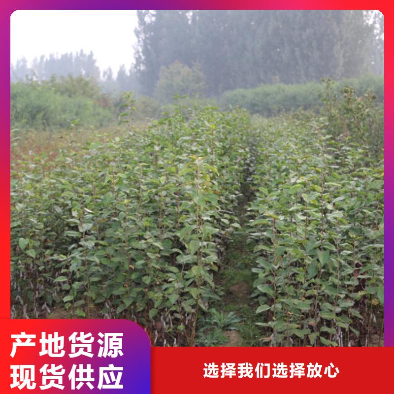 苹果红颜草莓卓越品质保障