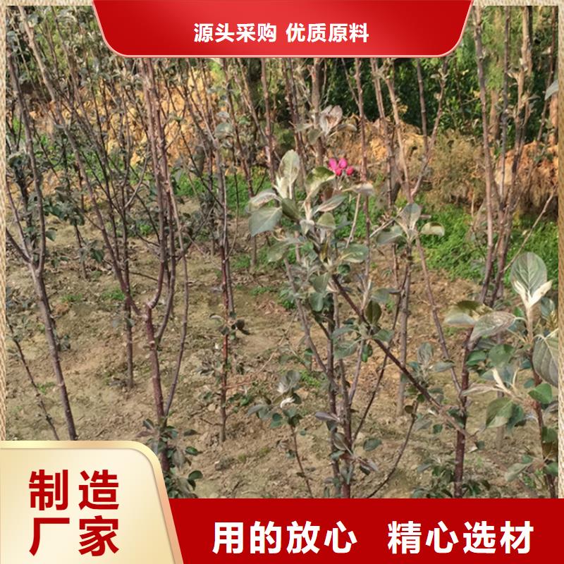 玛瑙红石榴苗视频-凭祥|大新|梧州|贺州|防城港|柳州|玉林玛瑙红石榴苗货品齐全-轩园园艺场(崇左市分公司)