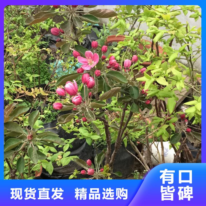 【苹果】 樱桃苗工厂自营本地制造商