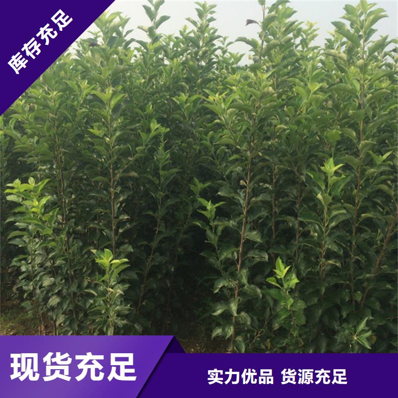 【苹果】石榴树苗把实惠留给您