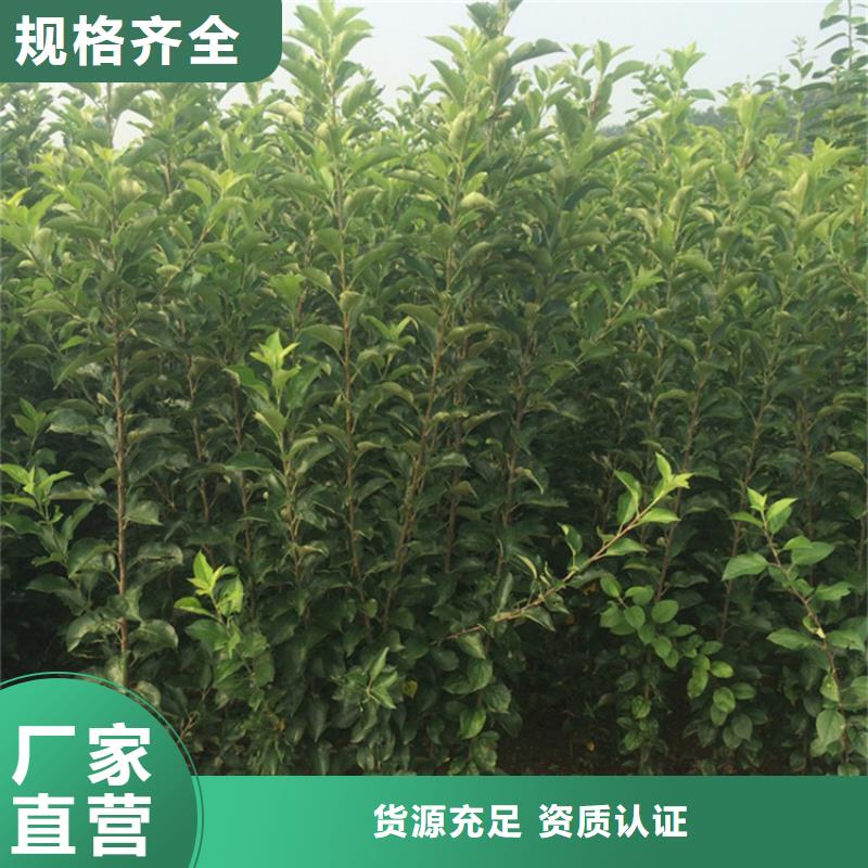 玛瑙红石榴苗视频-凭祥|大新|梧州|贺州|防城港|柳州|玉林玛瑙红石榴苗货品齐全-轩园园艺场(崇左市分公司)