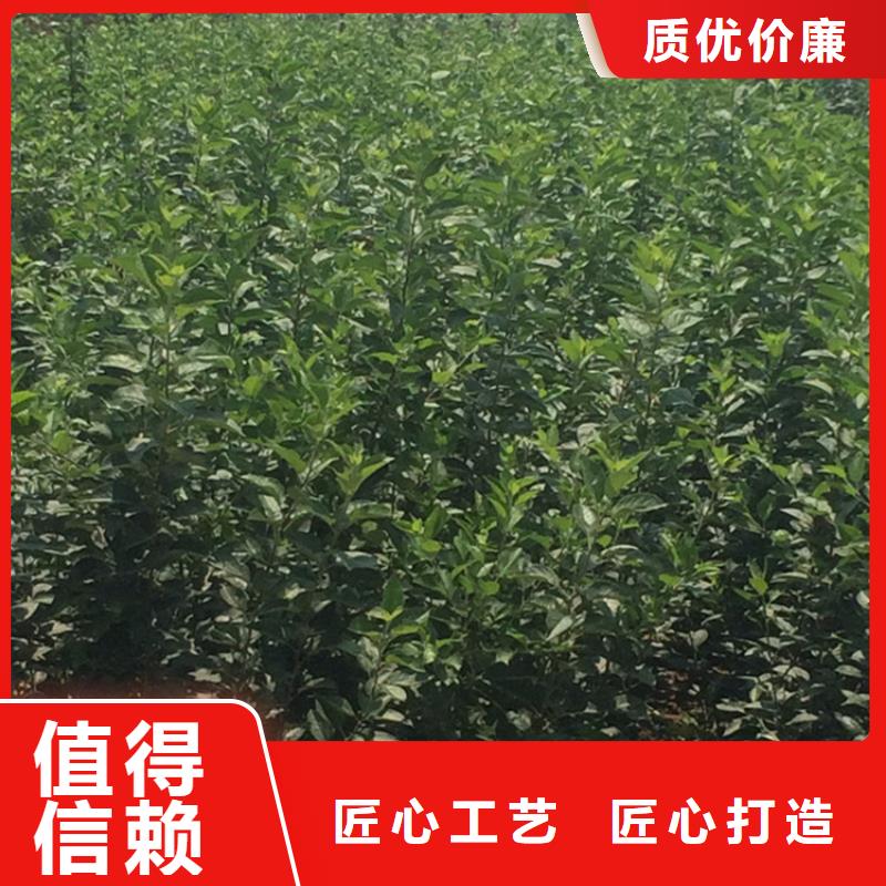 【苹果苹果苗支持货到付清】